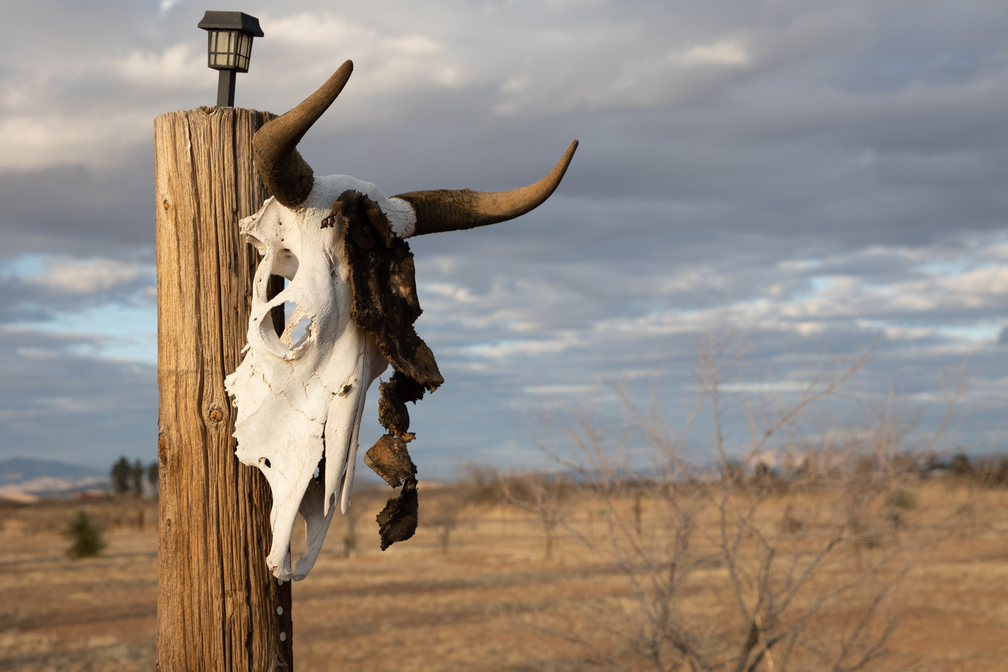 Cow skull
